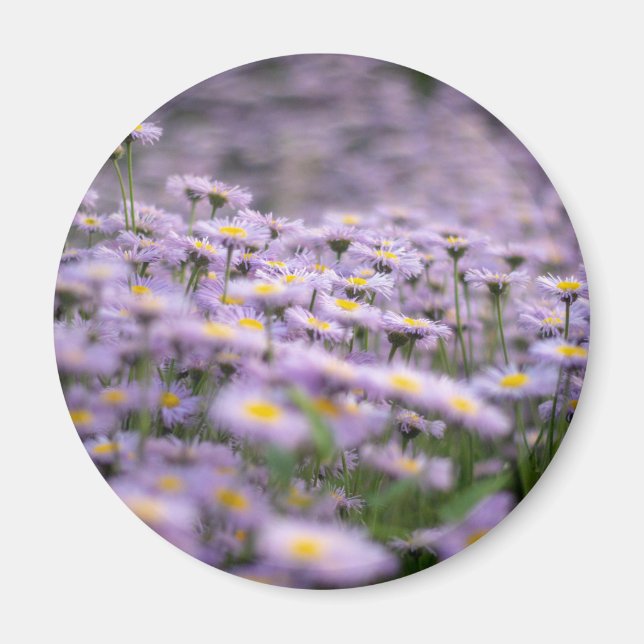 Lila Aster Flowers Magnet (Framsidan)