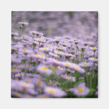 Lila Aster Flowers