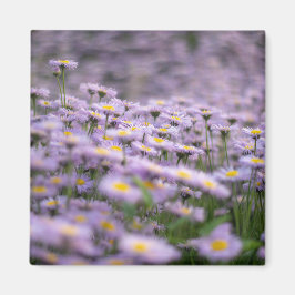 Lila Aster Flowers Magnet