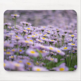 Lila Aster Flowers Musmatta
