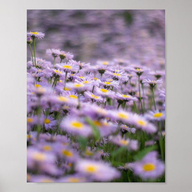 Lila Aster Flowers Poster (Framsidan)
