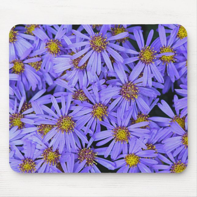 Lila Aster Flowers vid RHS Garden Wisley Musmatta (Framsidan)