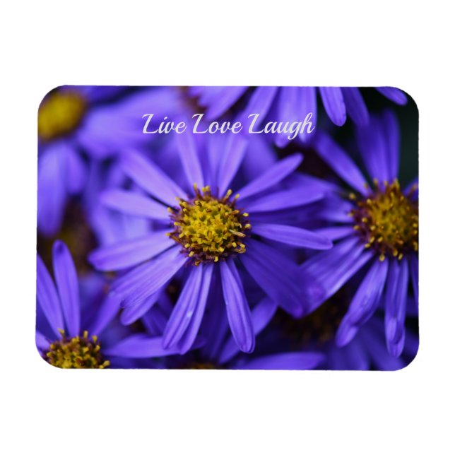 Lila Aster Flowers vid RHS Garden Wisley Thinking Magnet (Horisontell)