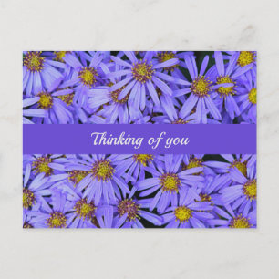 Lila Aster Flowers vid RHS Garden Wisley Thinking Vykort