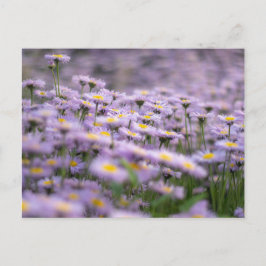 Lila Aster Flowers Vykort