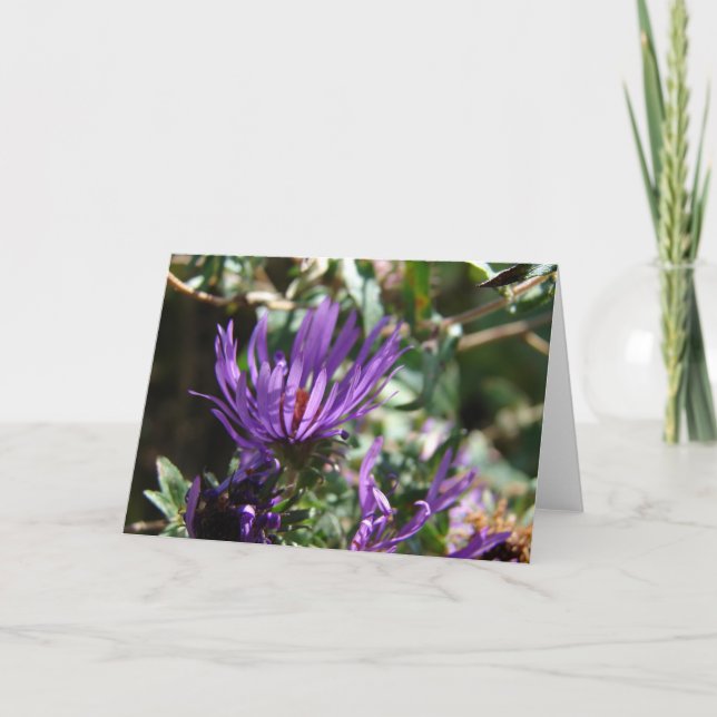 Lila Aster Kort (Framsida)