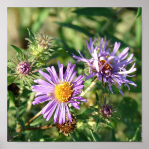 Lila Aster Square Poster