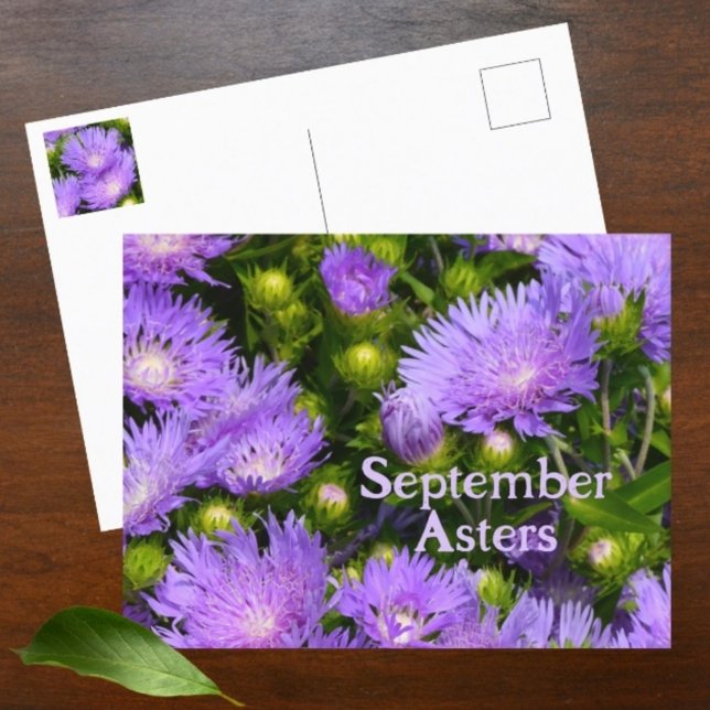 Lila Aster Vildblommor Fotografisk Blomma Vykort (Skapare uppladdad)