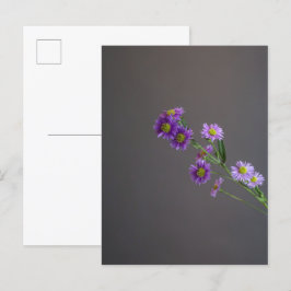 Lila Aster-vykort Vykort