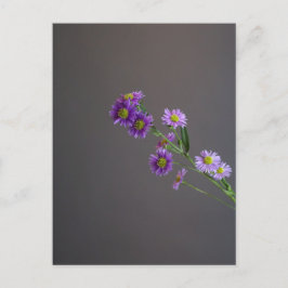 Lila Aster-vykort Vykort