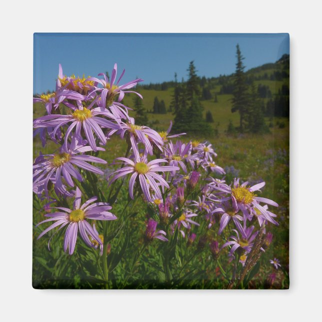 Lila Asterblommor vid Mount Rainier Magnet (Framsidan)