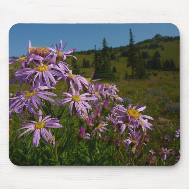 Lila Asterblommor vid Mount Rainier Musmatta (Framsidan)