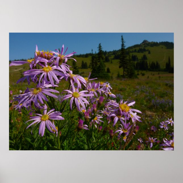 Lila Asterblommor vid Mount Rainier Poster (Framsidan)