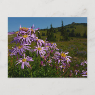 Lila Asterblommor vid Mount Rainier Vykort