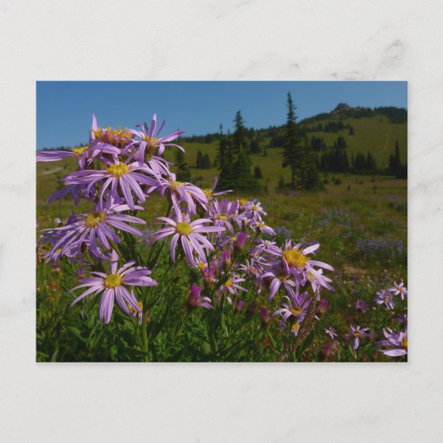 Lila Asterblommor vid Mount Rainier Vykort (Framsida)