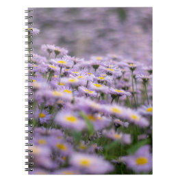 Lila Asternblommor Anteckningsbok