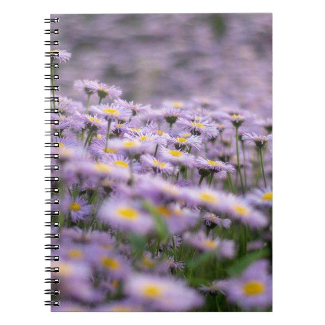 Lila Asternblommor Anteckningsbok (Framsidan)