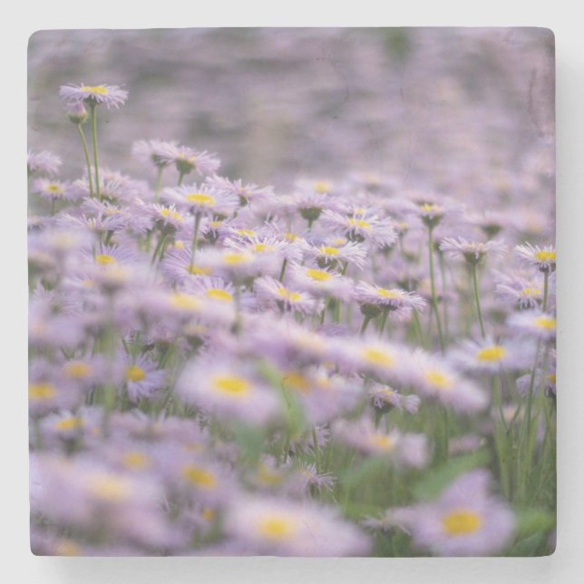 Lila Asternblommor Stenunderlägg (Framsidan)