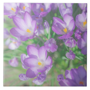 Lila av Blek Pastel Crocus Flowers Blommigt Kakelplatta
