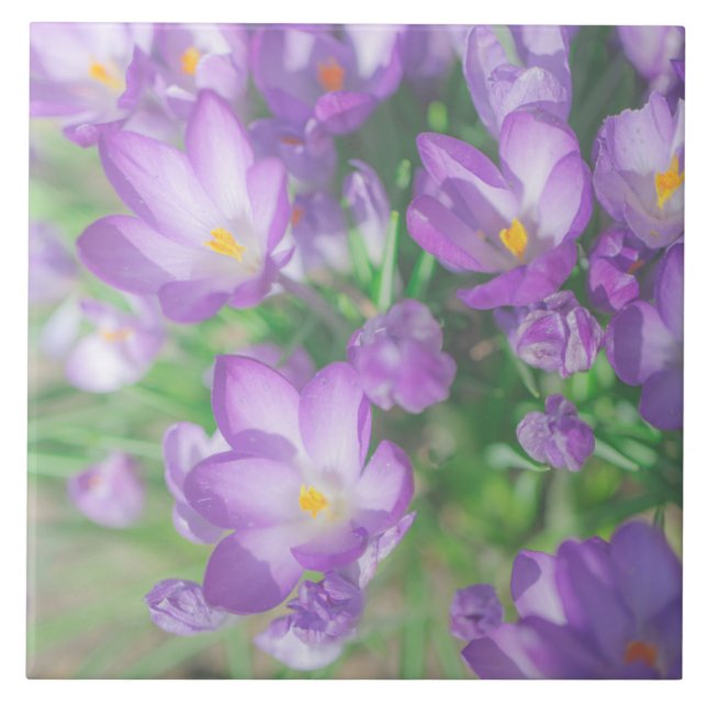 Lila av Blek Pastel Crocus Flowers Blommigt Kakelplatta (Framsidan)