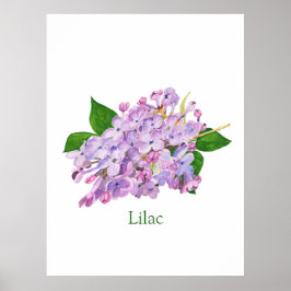 lila av botaniska lilaxblommor poster