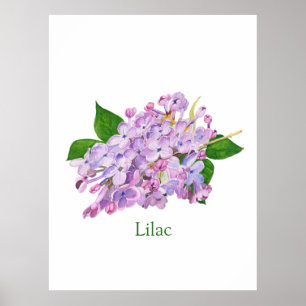 lila av botaniska lilaxblommor poster