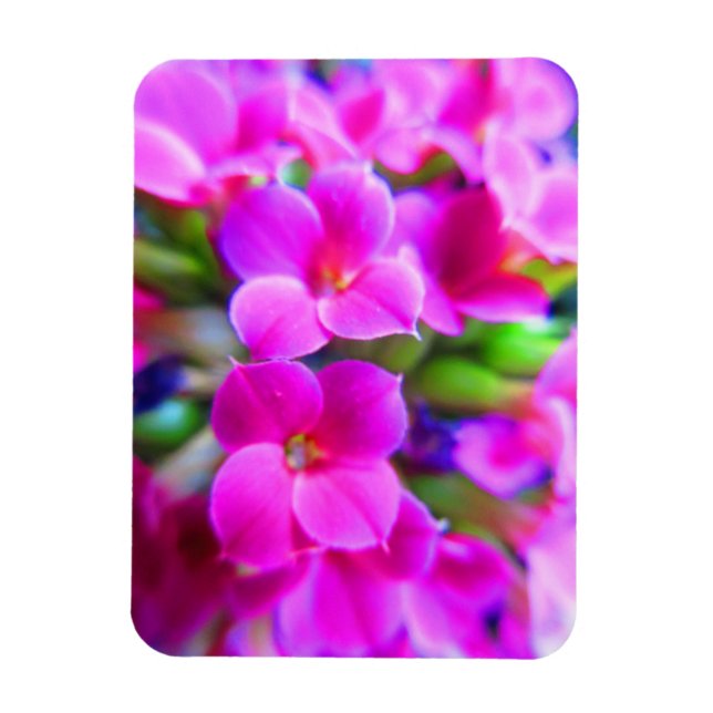 Lila av Rosa Magenta i Bright Lycklig Kalanchoe Fl Magnet (Vertikal)