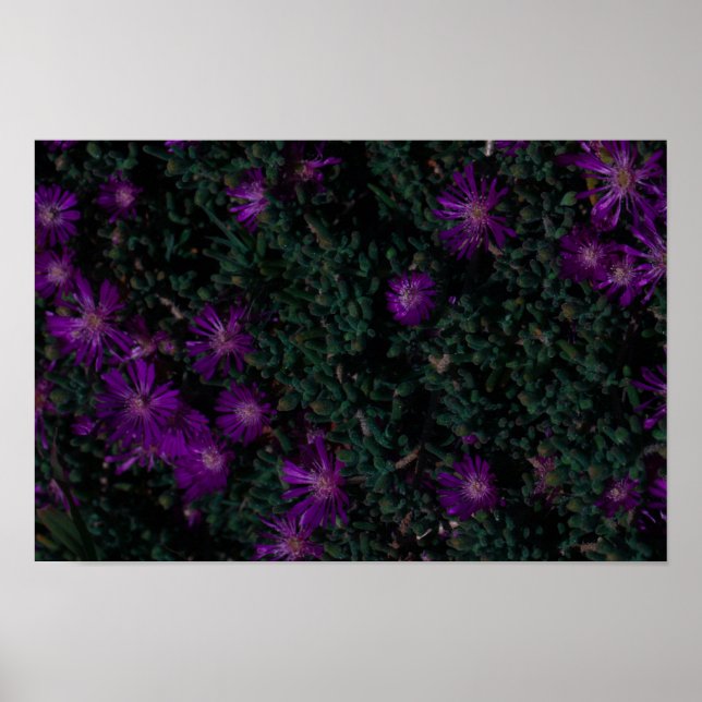 Lila av Succule Flowers i sydlig Afrika Grönt Poster (Framsidan)