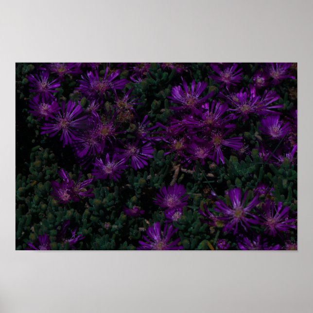 Lila av Succule Flowers i sydlig Afrika Grönt Poster (Framsidan)