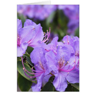 lila azalea-blommor, 杜 鹃 花 hälsningskort