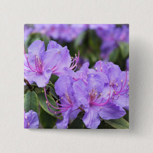 lila azalea-blommor, 杜 鹃 花 knapp