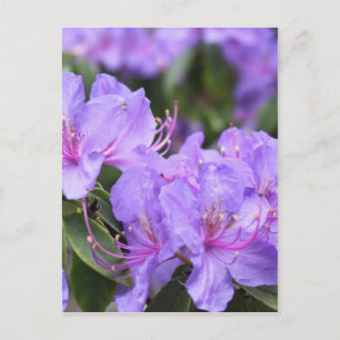 lila azalea-blommor, 杜 鹃 花 vykort