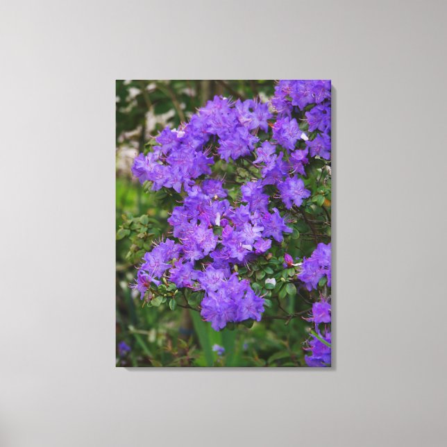 Lila Azalea Kanvastryck (Framsida)