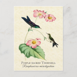 Lila Backed Thornbill Hummingbird Art Postcard Vykort