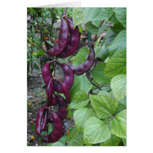 Lila Beans OBS Kort