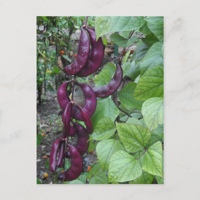 Lila Beans Vykort (Framsida)