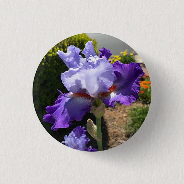 Lila Bearded Iris Button Knapp (Framsida)