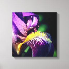 Lila Bearded Iris Flower Petal Canvastryck