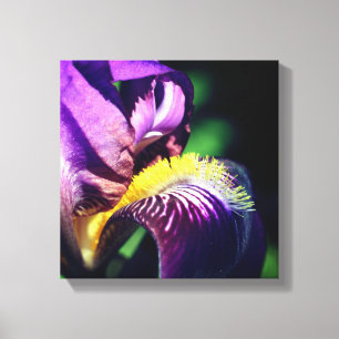 Lila Bearded Iris Flower Petal Canvastryck