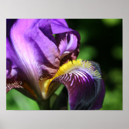 Lila Bearded Iris Flower Petal Poster