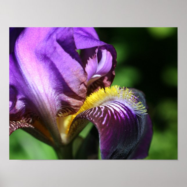 Lila Bearded Iris Flower Petal Poster (Framsidan)