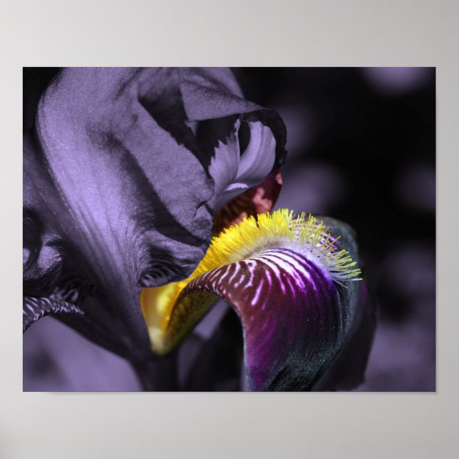 Lila Bearded Iris Flower Petal Poster (Framsidan)