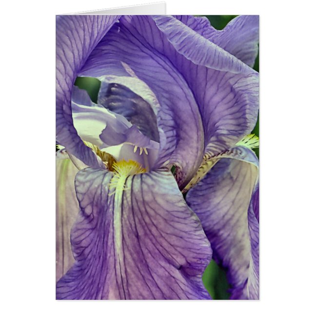 Lila Bearded Iris Hälsningskort (Framsidan)