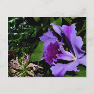 Lila Bearded Iris i botaniska trädgårdar Vykort