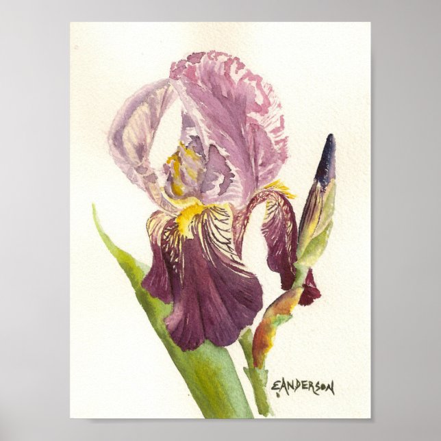 Lila Bearded Iris Poster (Framsidan)