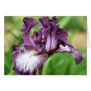 Lila Beared Iris Blomsterfotografi Card OBS Kort