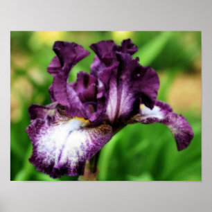 Lila Beared Iris Close Flower Orton Art Poster