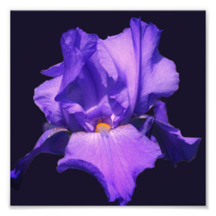 Lila Beared Iris Flower 8x8 Fototryck