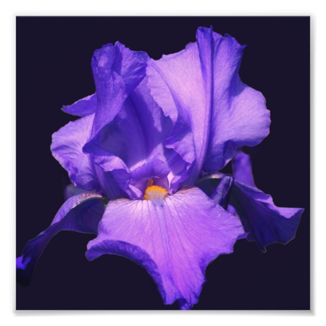 Lila Beared Iris Flower 8x8 Fototryck (Framsidan)