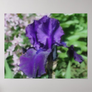 Lila Beared Iris Flower Art Photo Painting Poster
